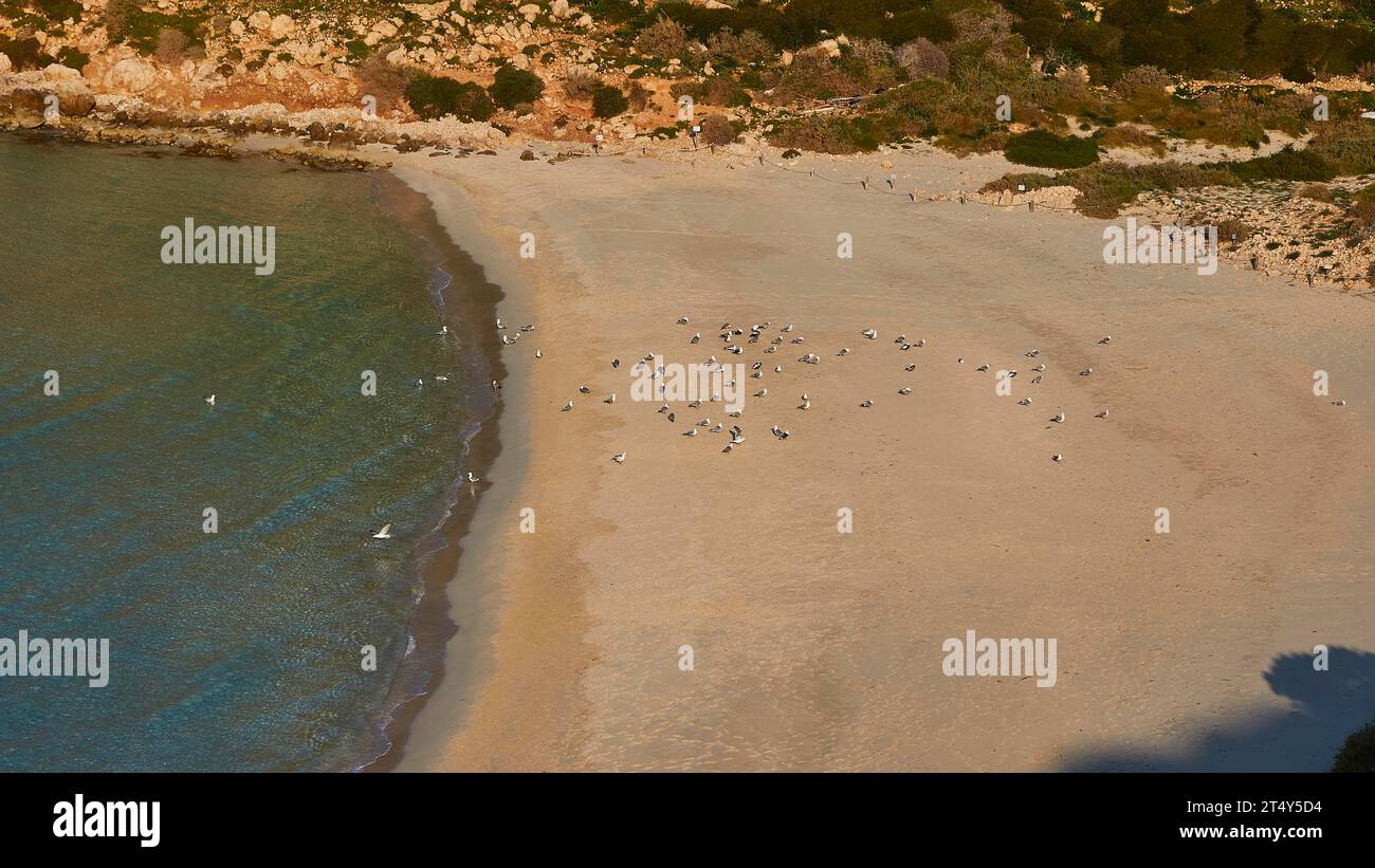 Beach, close, many seagulls sitting on beach. Isola dei Conigli, Spiaggia dei Conigli, Riserva Naturale Orientata Isola di Lampedusa, Lampedusa Stock Photo