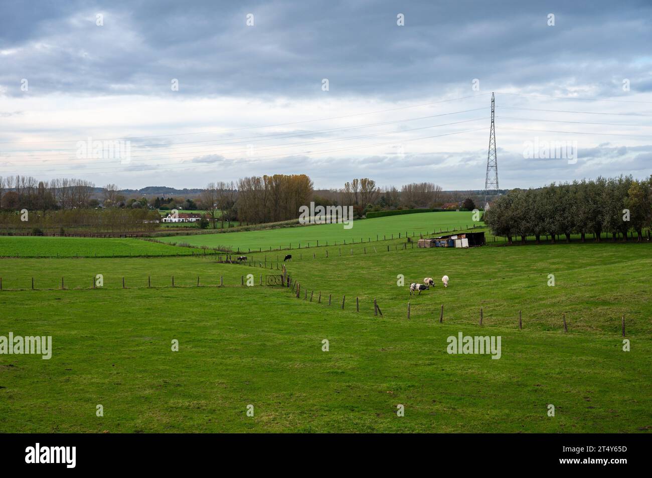 Cows grazing at the green hills of the Vogelzang nature reserve Neerpede, Anderlecht, belgium Stock Photo