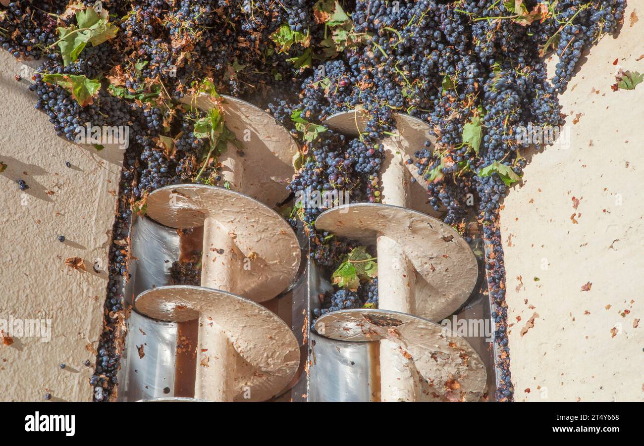 Grape destemmer in action. Grape harvest processing at winery Stock Photo