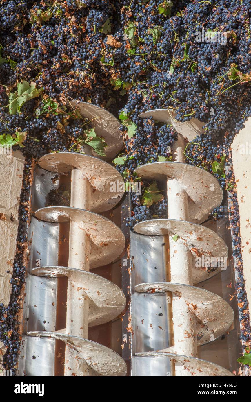 Grape destemmer in action. Grape harvest processing at winery Stock Photo