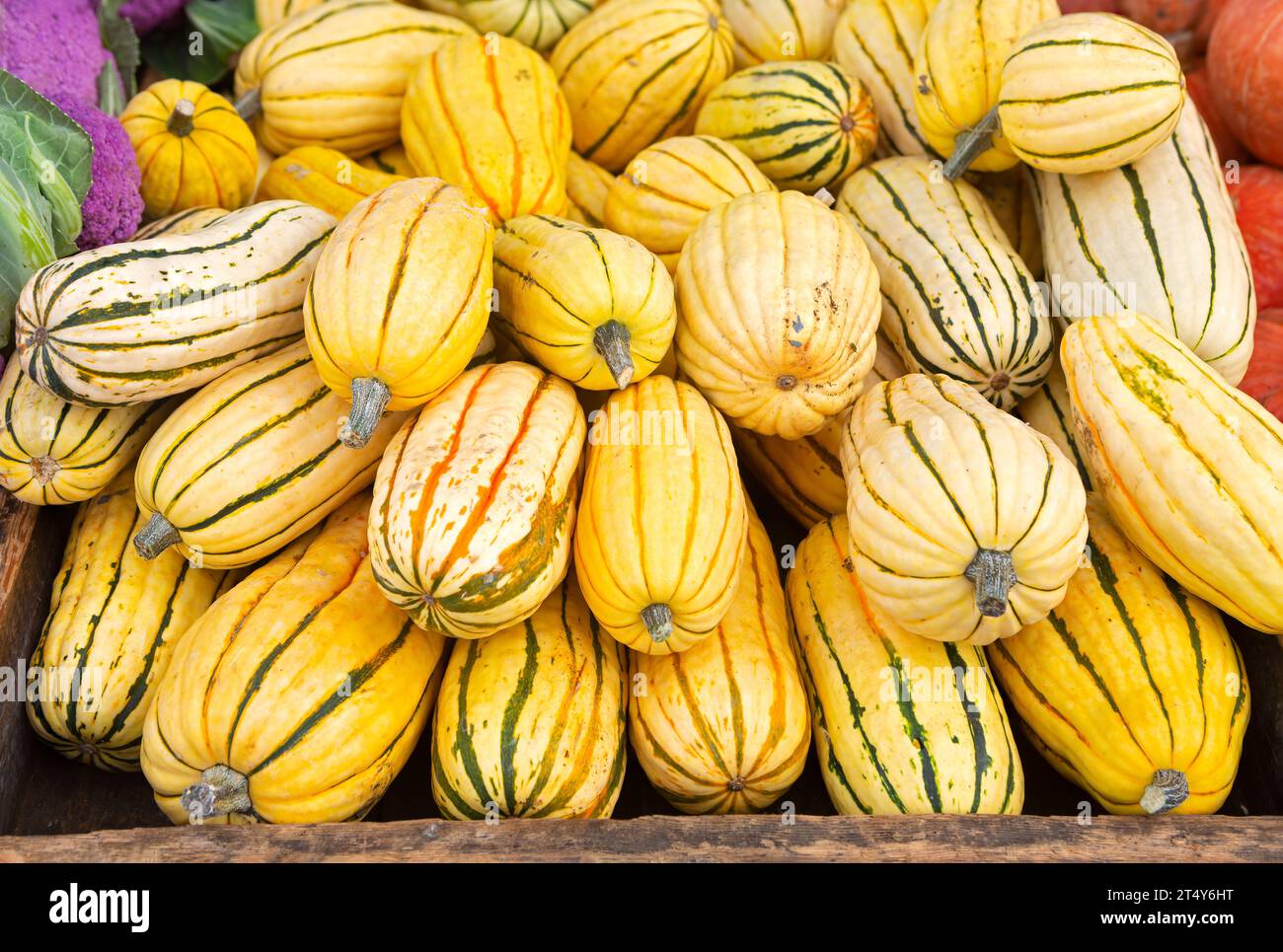 Autumn harvest of delicata squash at a local agricultural market Stock Photo