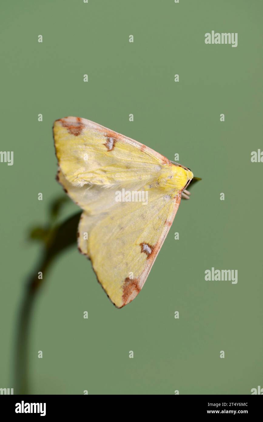 Yellow moth or brimstone moth (Opisthograptis luteolata), North Rhine-Westphalia, Germany Stock Photo