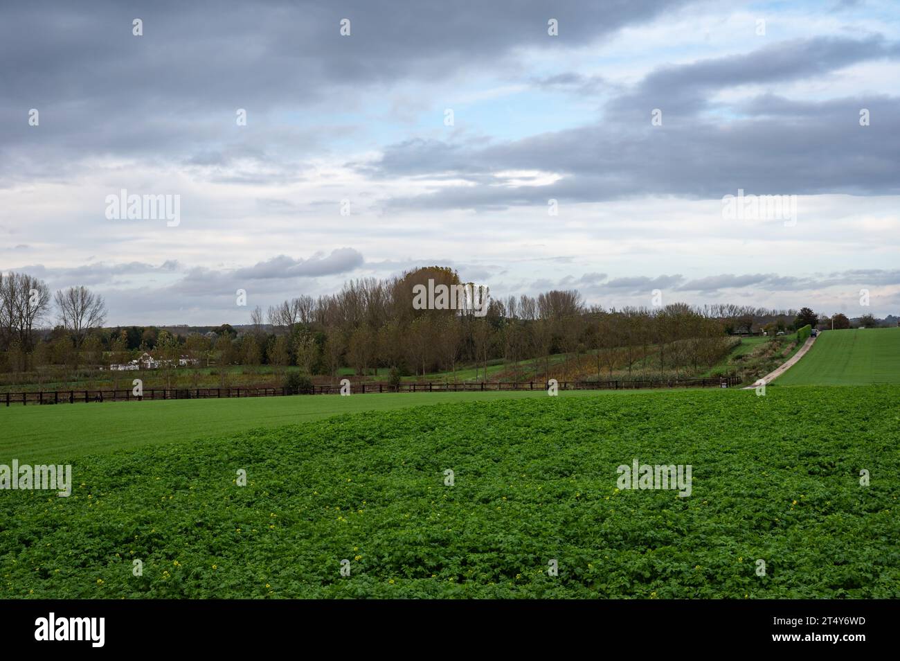 Green potato fields at the Brussels countryside around Neerpede, Anderlecht, Belgium Stock Photo