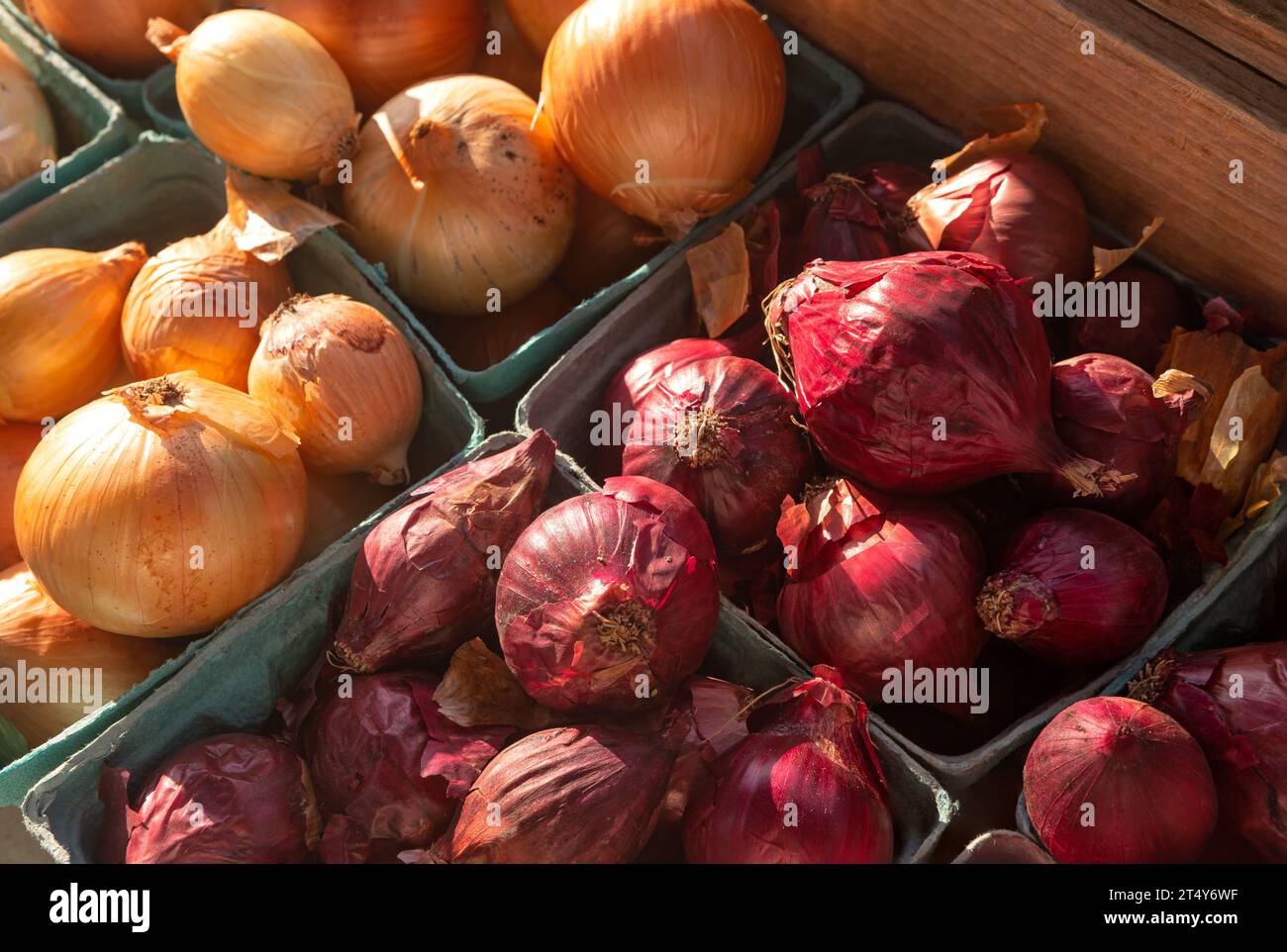 Early morning light illuminates red and yellow onions at a local outdoor market Stock Photo
