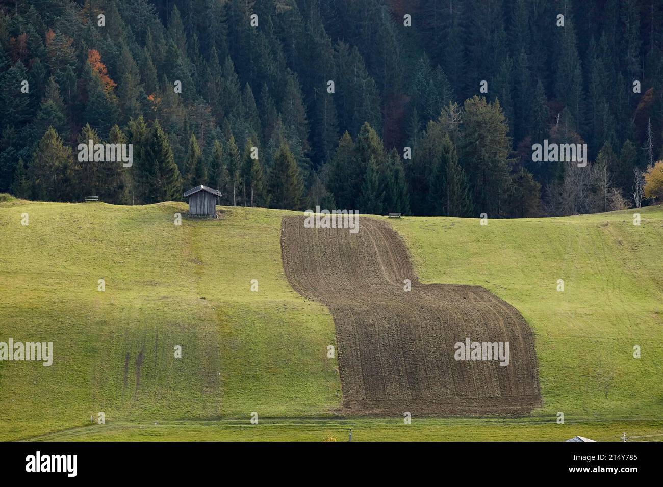 Field in St. Lorenzen, Lesachtal, Carinthia, Austria Stock Photo