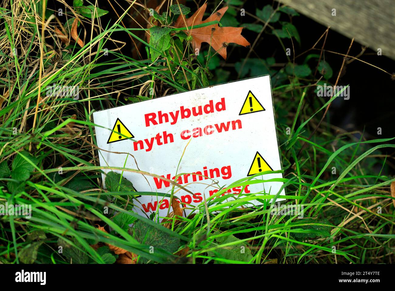 Warning sign in Welsh and English of wasps nest, Bute Park, Cardiff. Stock Photo