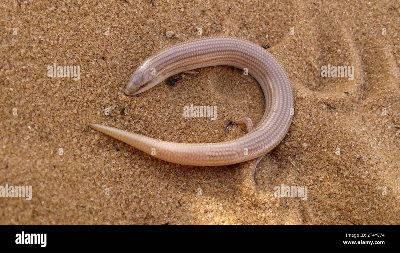 Wedge-snouted skink Stock Photo