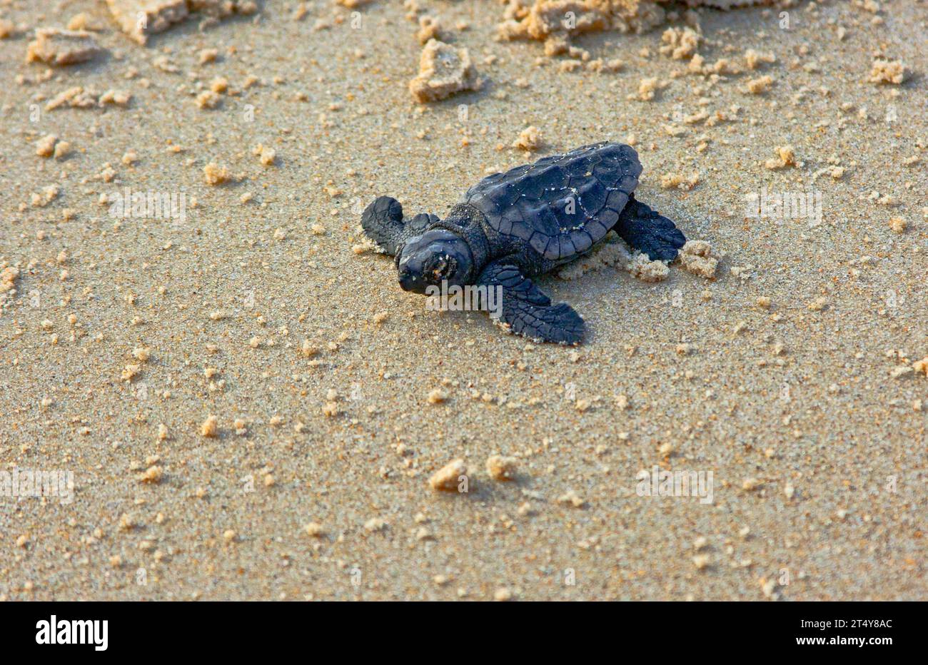 Loggerhead sea turtle Stock Photo