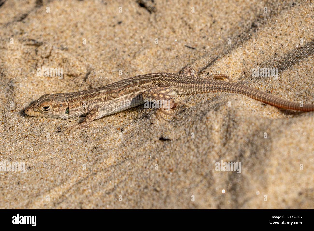 Schreiber's fringe-fingered lizard Stock Photo