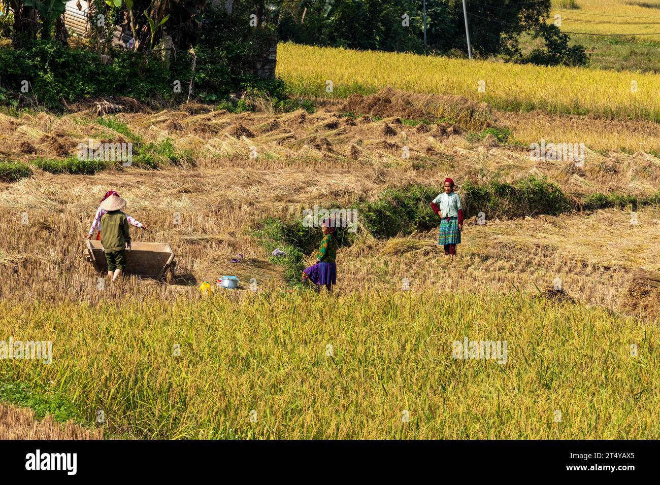 People in Vietnam are harvest rice Stock Photo