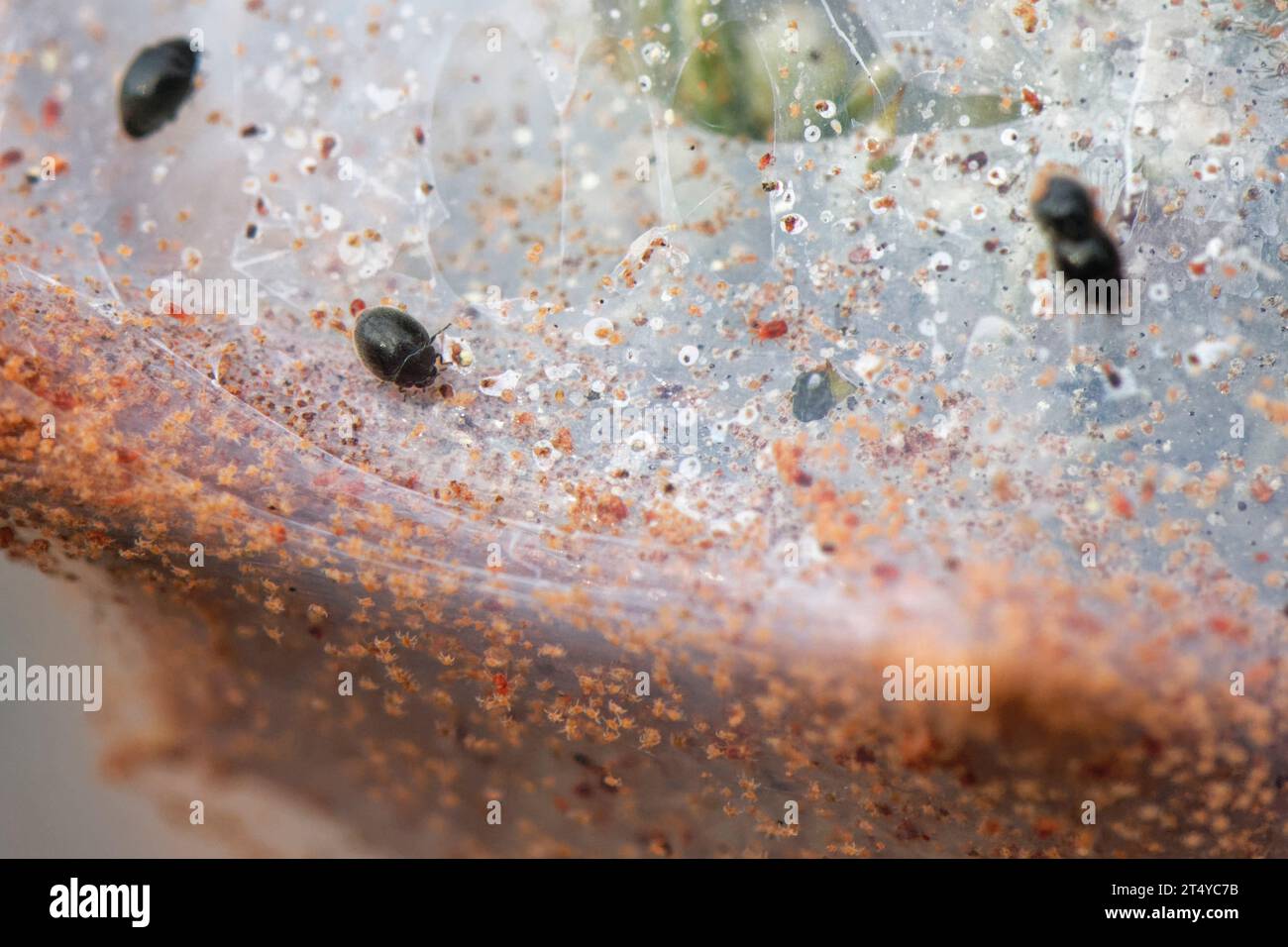 Spider mite destroyer / Dot ladybird (Stethorus pusillus) feeding on Gorse spider mites (Tetranychus lintearius) on the silk tent they spin on Gorse. Stock Photo