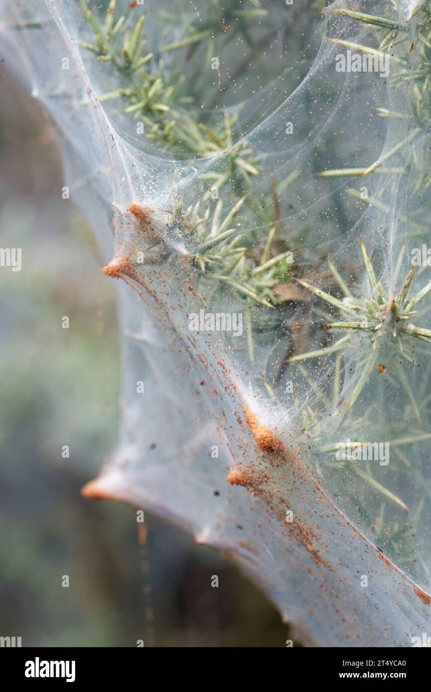 Gorse spider mite (Tetranychus lintearius) groups massed at the extremities of the silken tent they've spun on a Gorse bush (Ulex europaeus) Dorset. Stock Photo