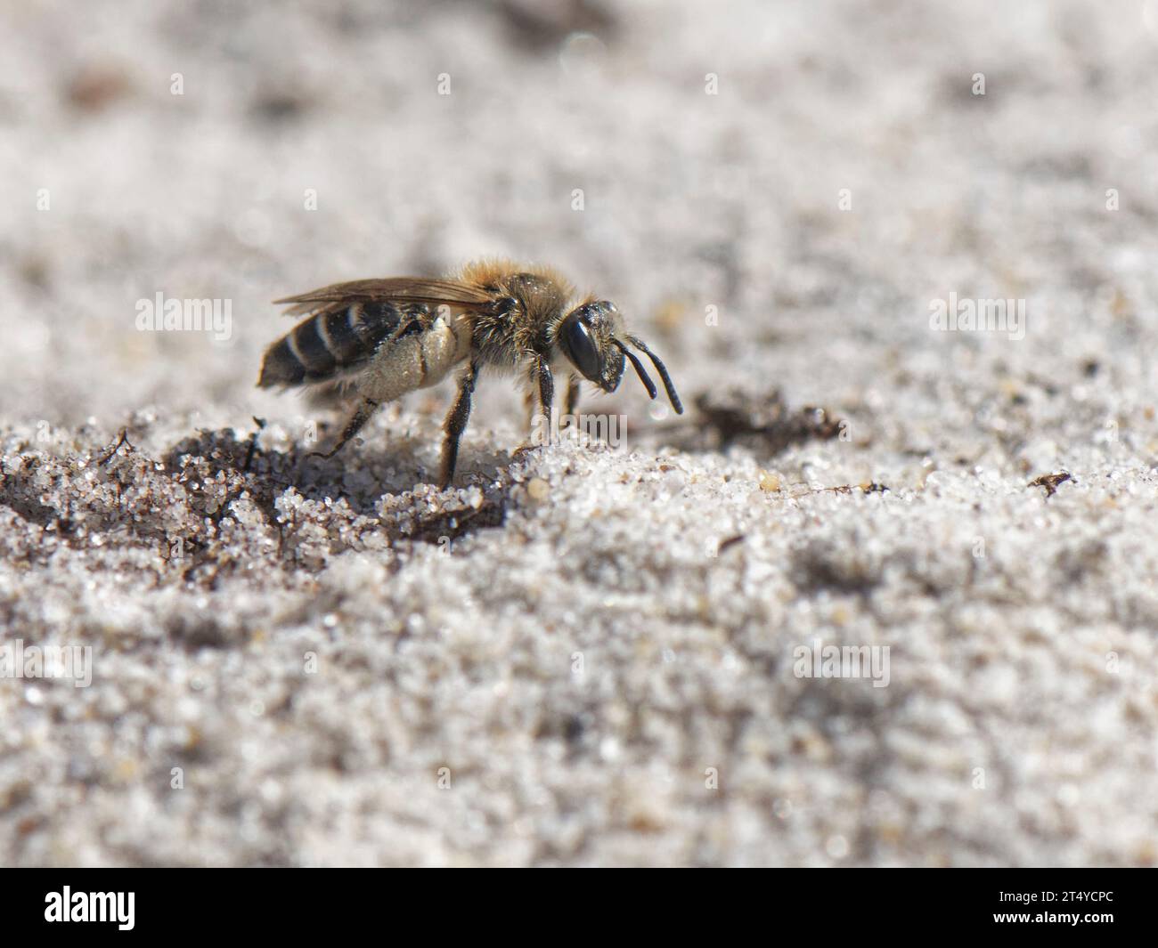 Small sandpit mining bee (Andrena argentata) female returning to its burrow in a sandy area of heathland with well loaded pollen brushes, Dorset, UK. Stock Photo