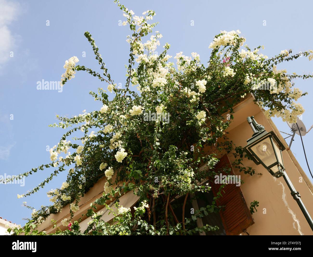 Bougainvillea white cascade on the side of a building. Stock Photo
