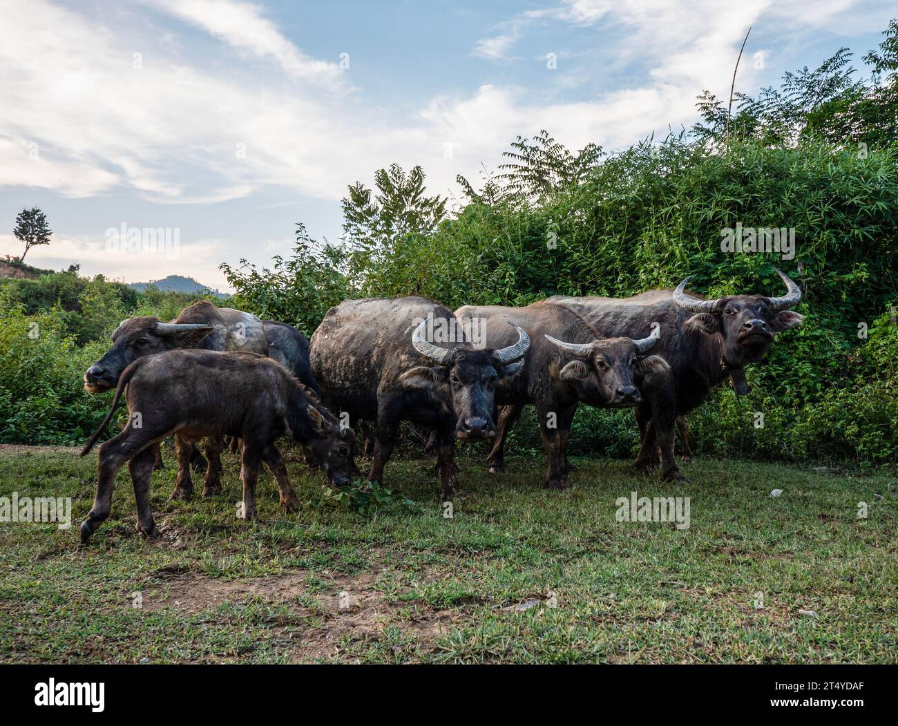 Herd of domestic water buffalo (Bubalis bubalis) Luang Prabang, Laos Stock Photo