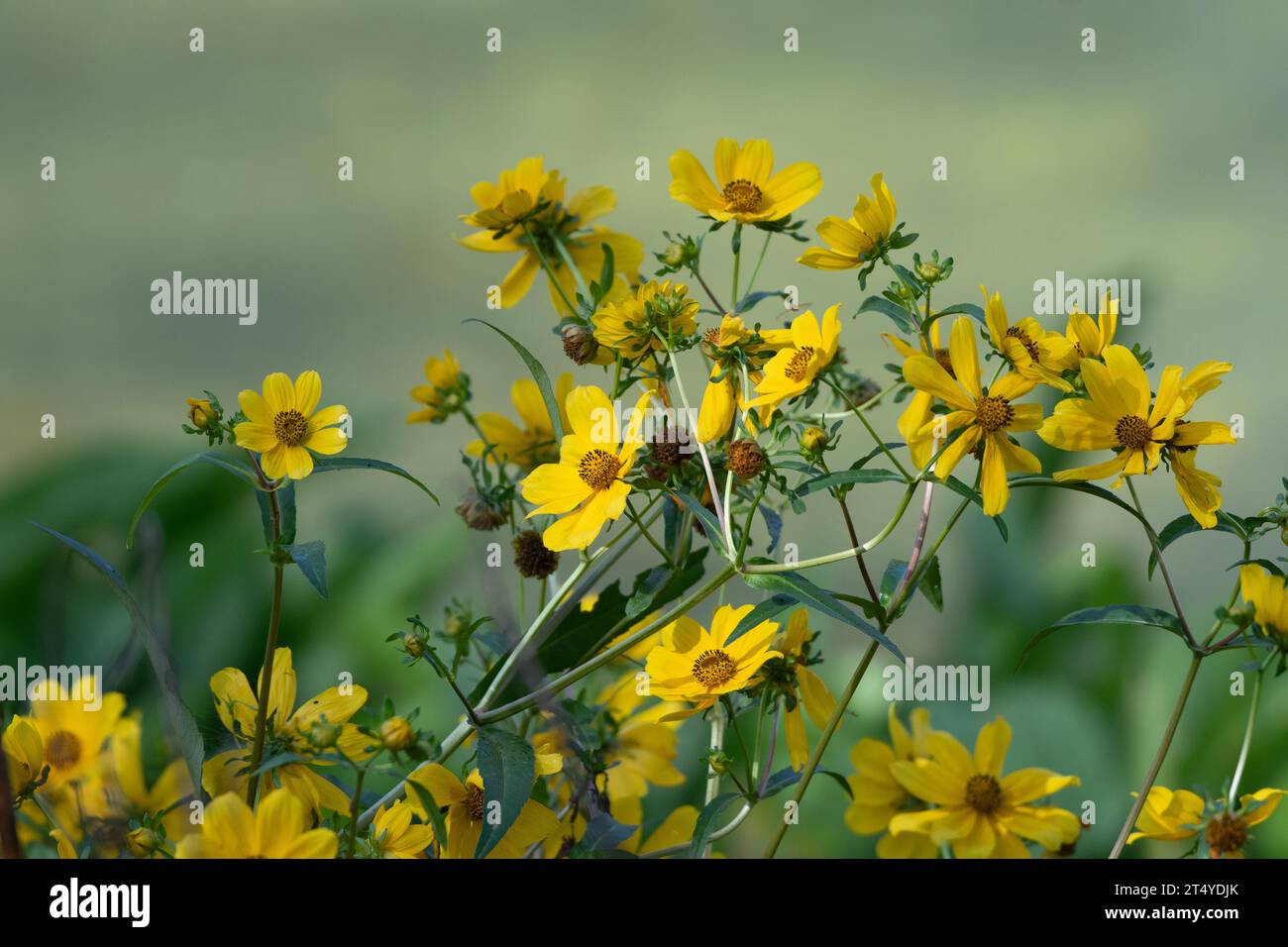 Bright yellow Smooth Beggarticks wildflowers, Bidens laevis, on an autumn day in Texas. Stock Photo