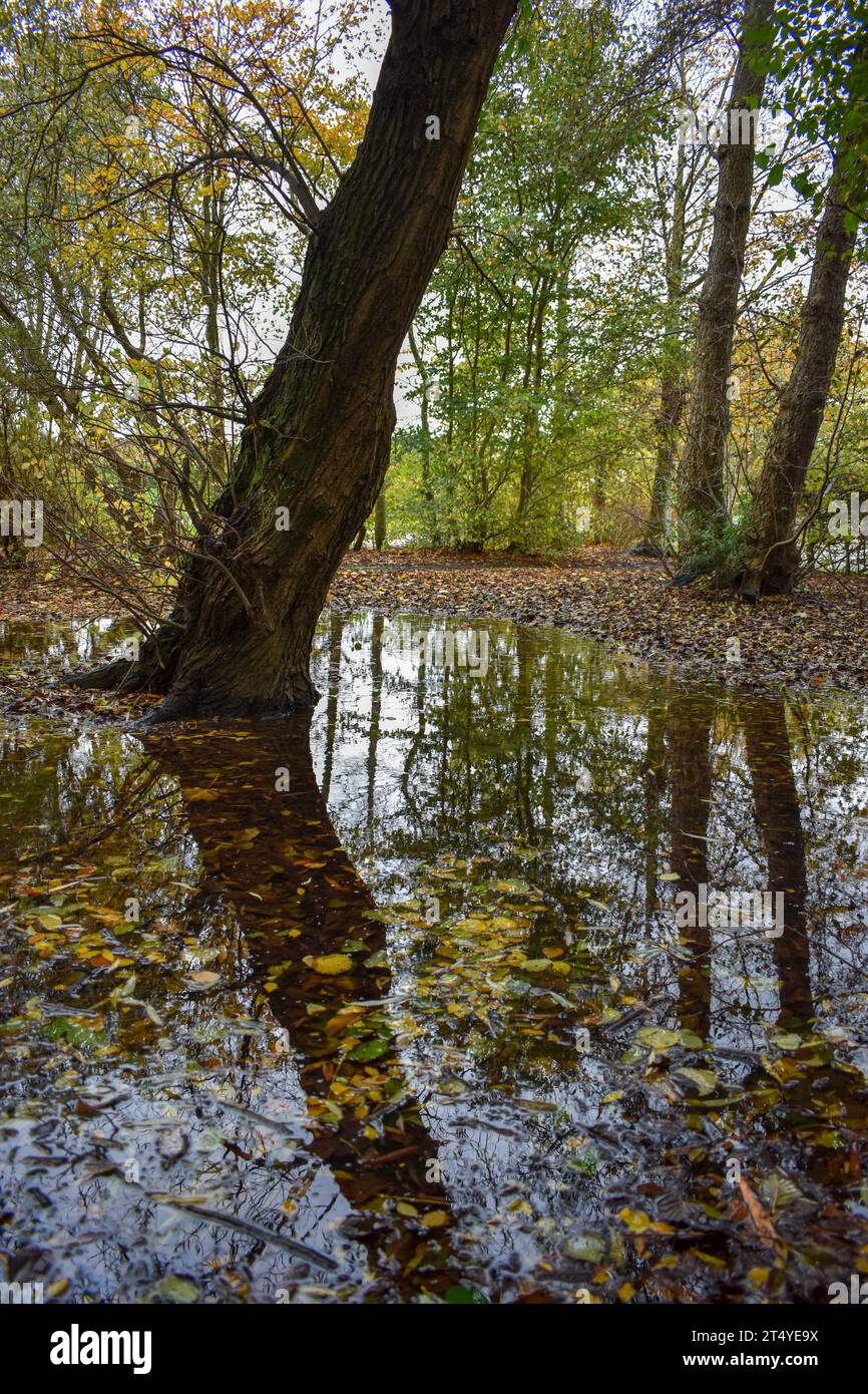 A large puddle of rainwater surrounding the base of a tree with