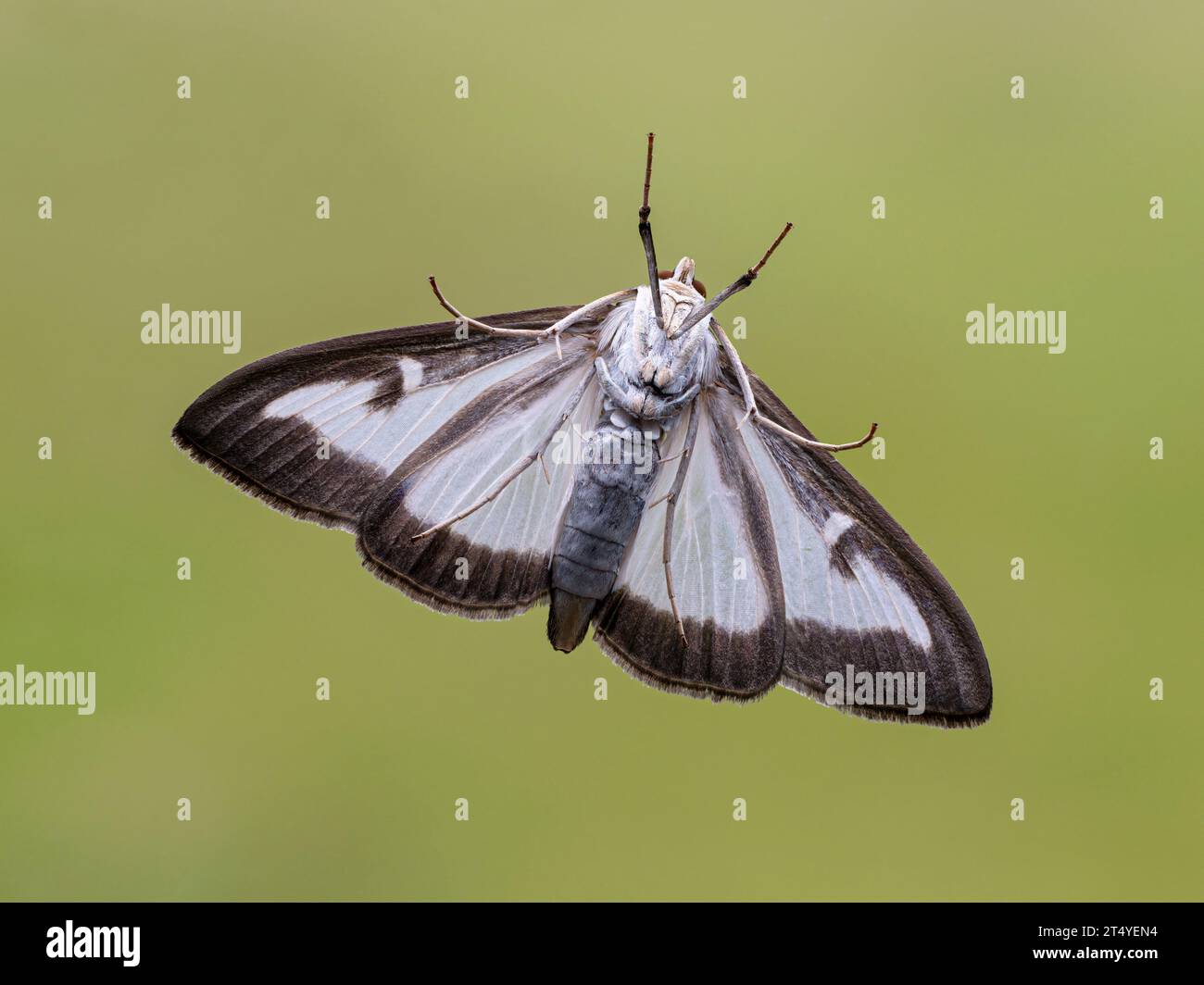 Box tree Moth, Cydalima perspectalis, adult flying moth, first recorded in the uk in 2007.  Norfolk  July Stock Photo