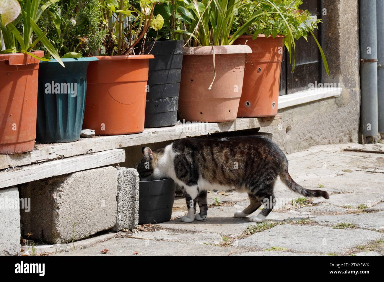 A stray cat drinking water Stock Photo