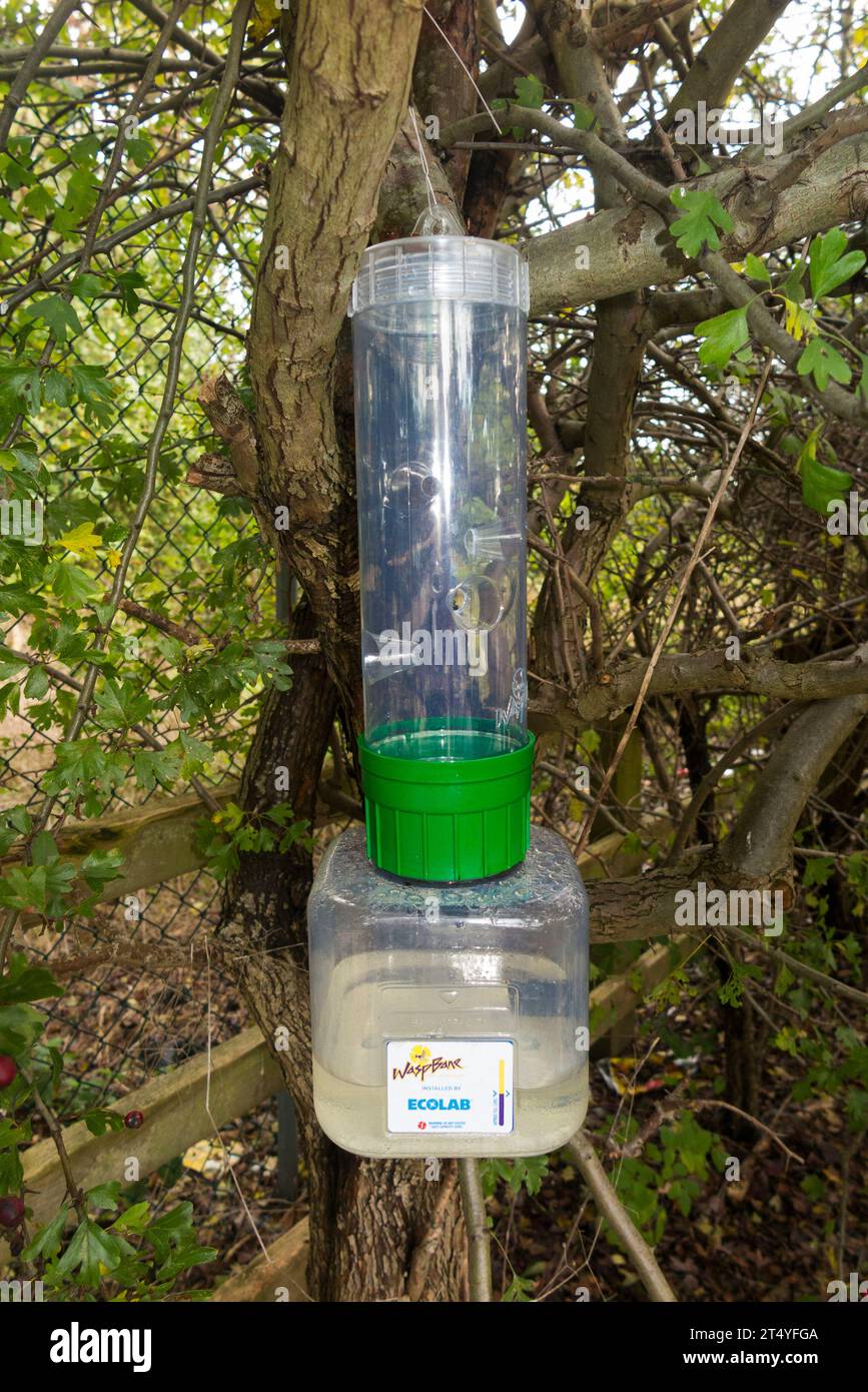 Waspbane Ecolab chemical free wasp trap designed to trap large numbers