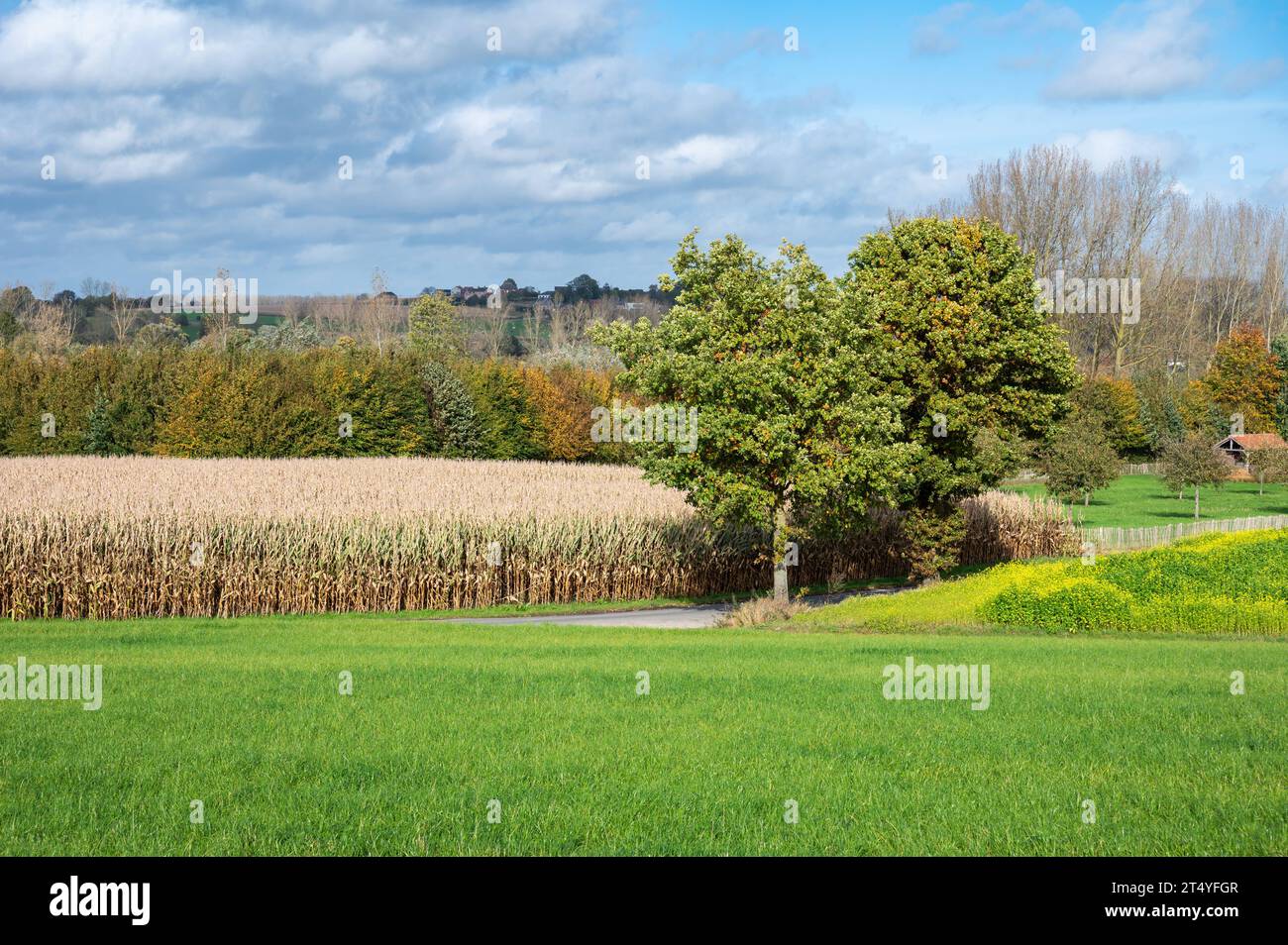 Green and golden corn fields at the Flemish countryside around Gooik, Flemish Brabant, Belgium Credit: Imago/Alamy Live News Stock Photo