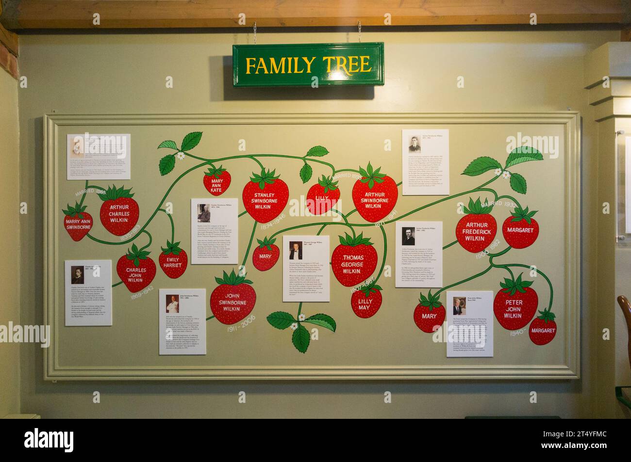Family Tree interior inside the Jam Museum, and Tea Rooms, at Wilkin & Sons Limited, manufacturer of preserves since 1885, in Tiptree, Essex, UK (136) Stock Photo