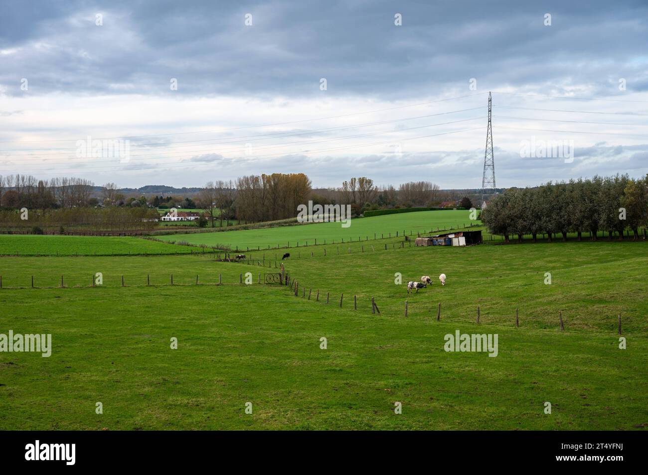 Cows grazing at the green hills of the Vogelzang nature reserve Neerpede, Anderlecht, belgium Credit: Imago/Alamy Live News Stock Photo