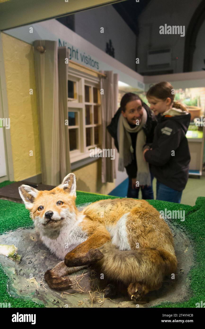 Display exhibition including a stuffed taxidermy urban fox inside display cabinet at the Natural History Museum, High St., Colchester. Essex. UK (136) Stock Photo