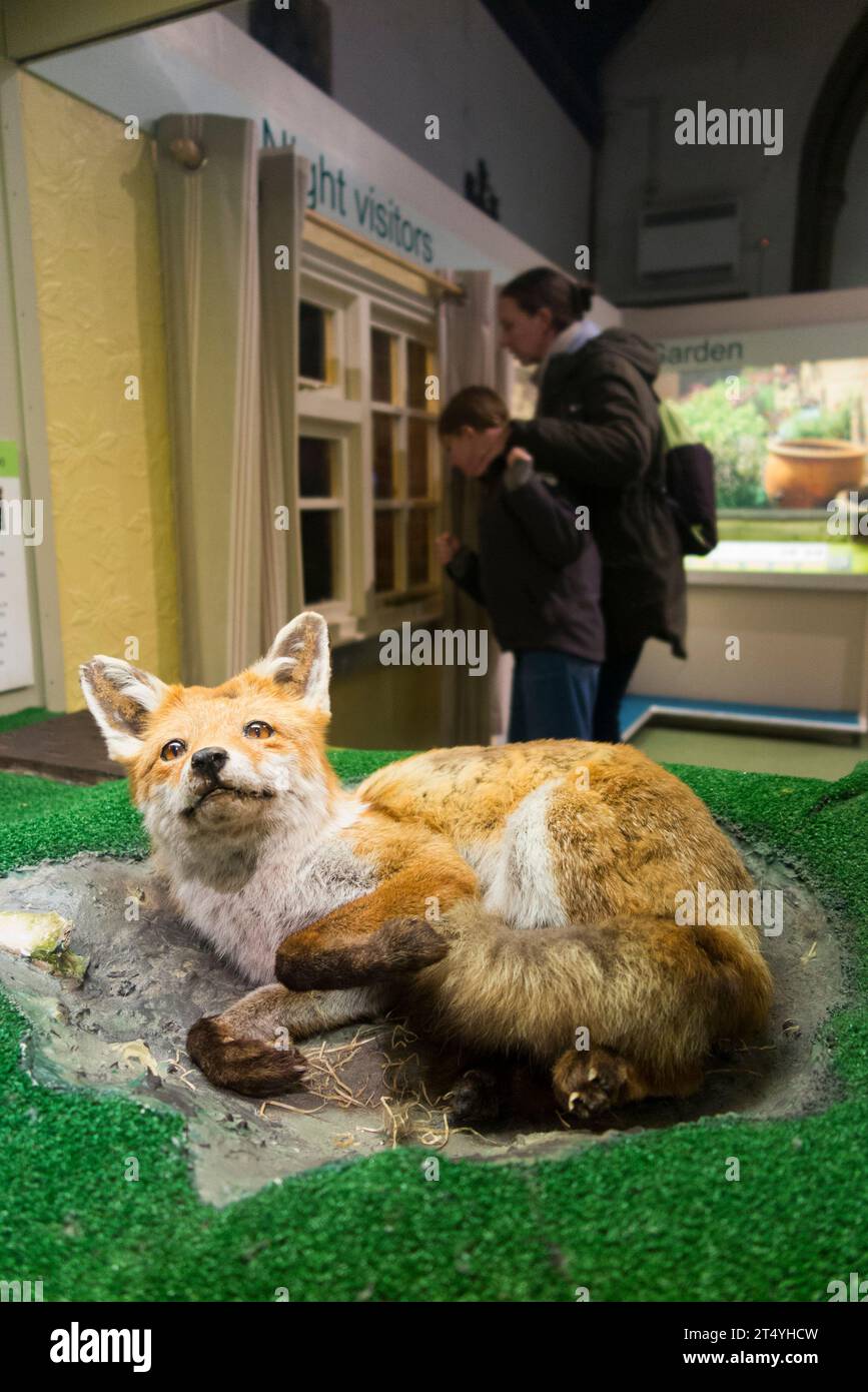 Display exhibition including a stuffed taxidermy urban fox inside display cabinet at the Natural History Museum, High St., Colchester. Essex. UK (136) Stock Photo