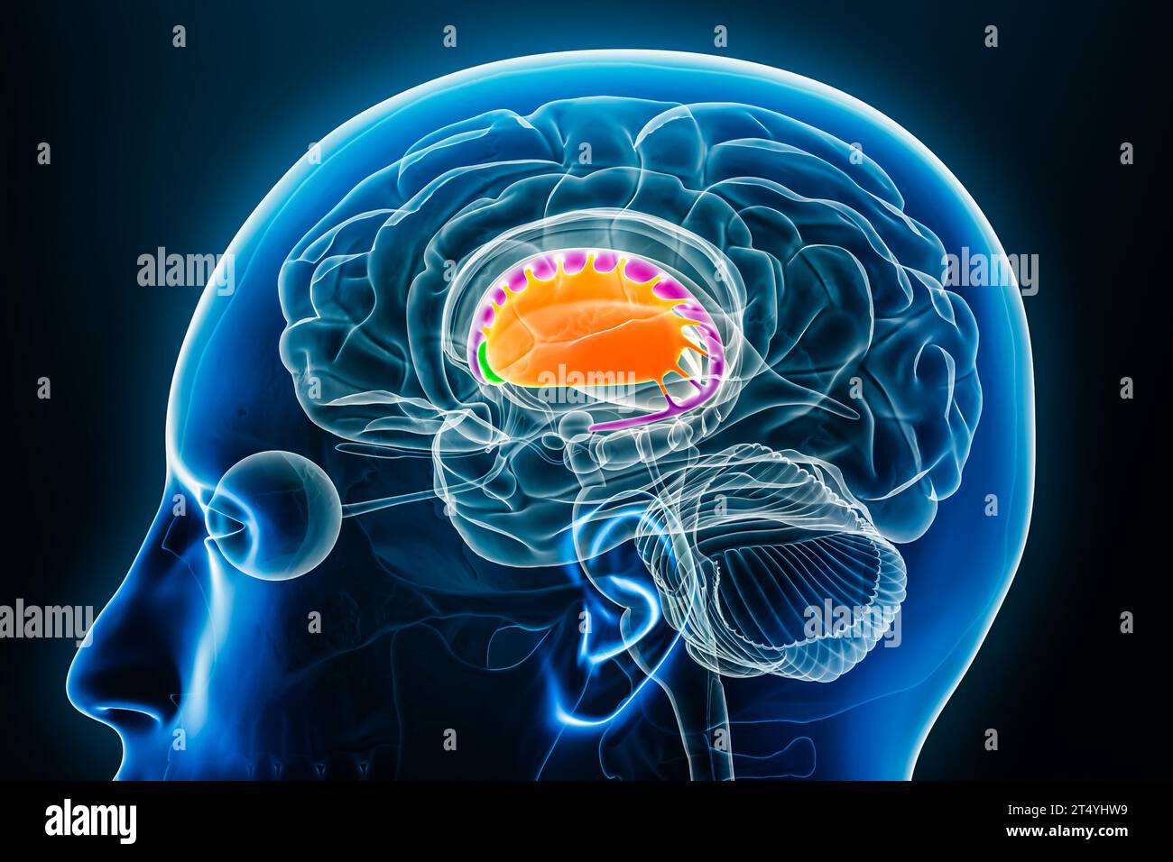 Putamen in orange, nucleus accumbens in green and caudate nucleus in purple 3D rendering illustration with body contours. Human brain, basal ganglia a Stock Photo
