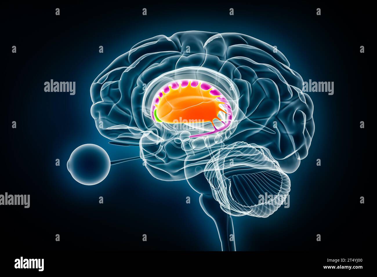 Putamen in orange, nucleus accumbens in green and caudate nucleus in purple 3D rendering illustration. Human brain, basal ganglia and corpus striatum Stock Photo
