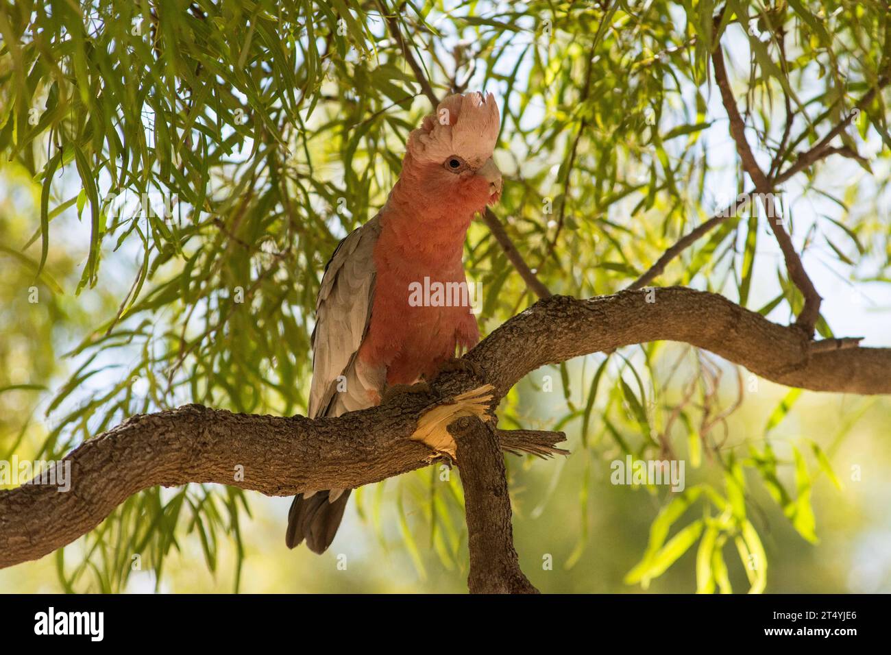 Pink Galah Cockattoo, Roseate Cockatoo, Eolophus roseicapilla, Australian bird Stock Photo
