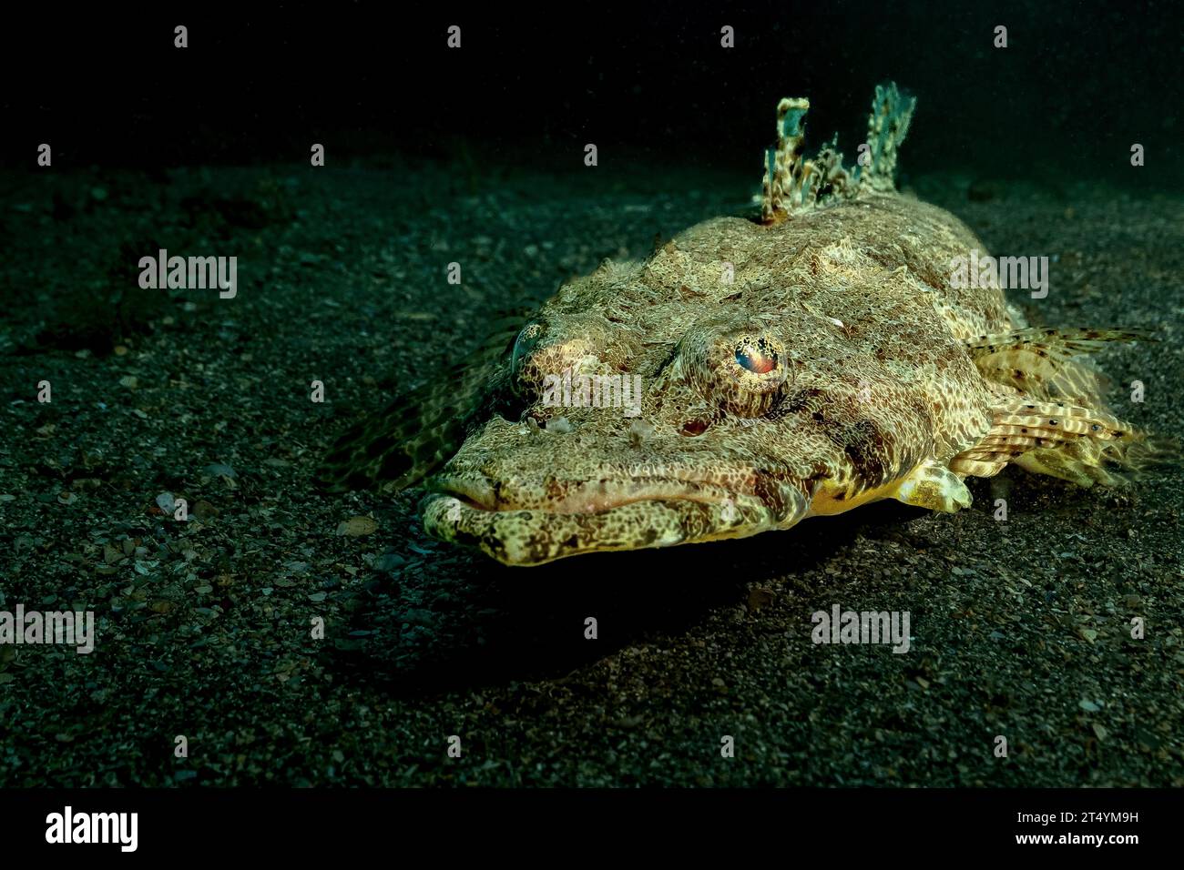 Nosy be scuba diving Indian Ocean Stock Photo Alamy