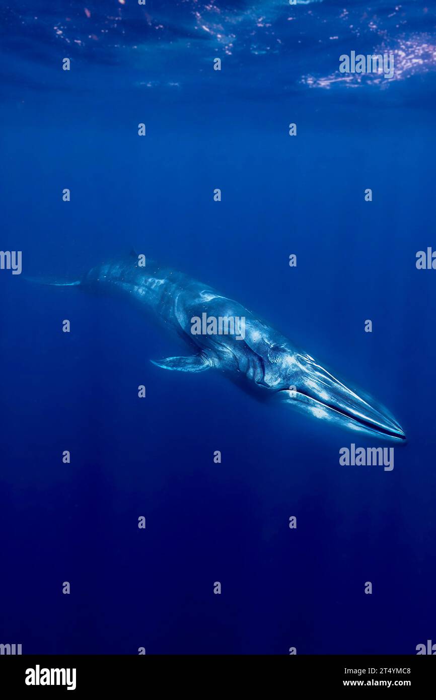 Whale closeup hi-res stock photography and images - Alamy