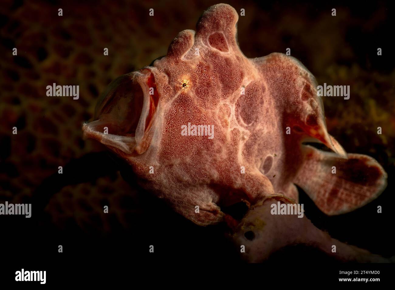 Nosy be scuba diving Indian Ocean Stock Photo Alamy