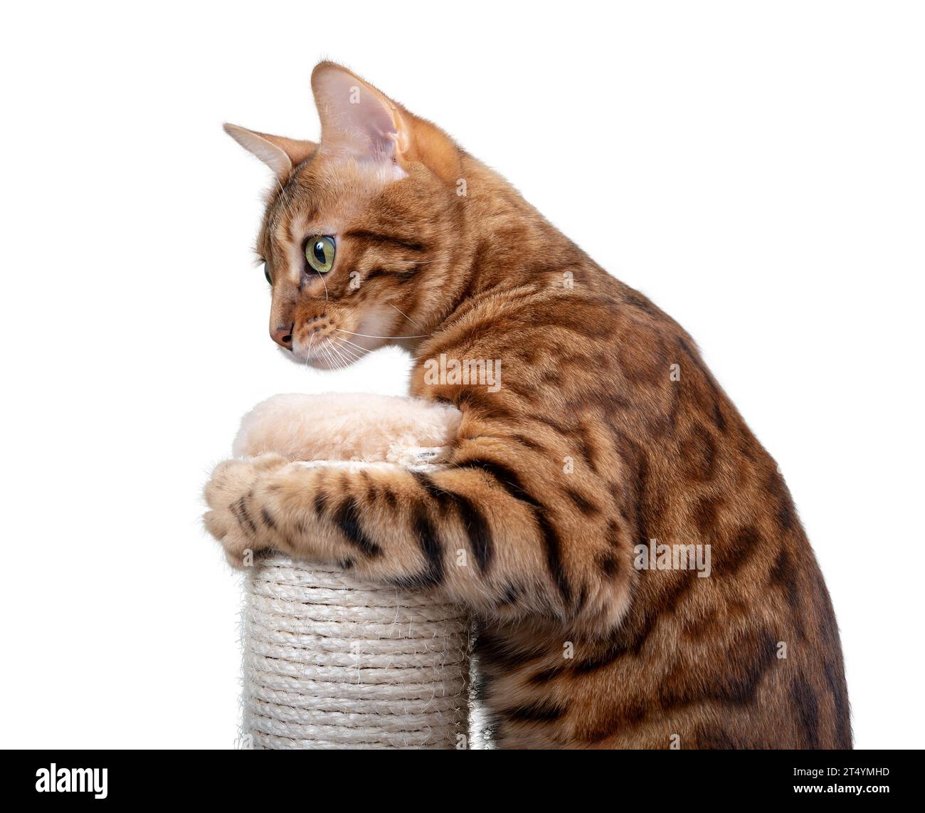 Bengal cat plays with a scratching post on a white background. Accustoming a cat to a scratching post. Stock Photo
