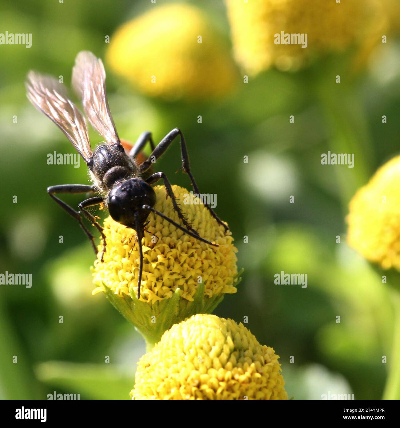 Thread-waisted wasp Stock Photo