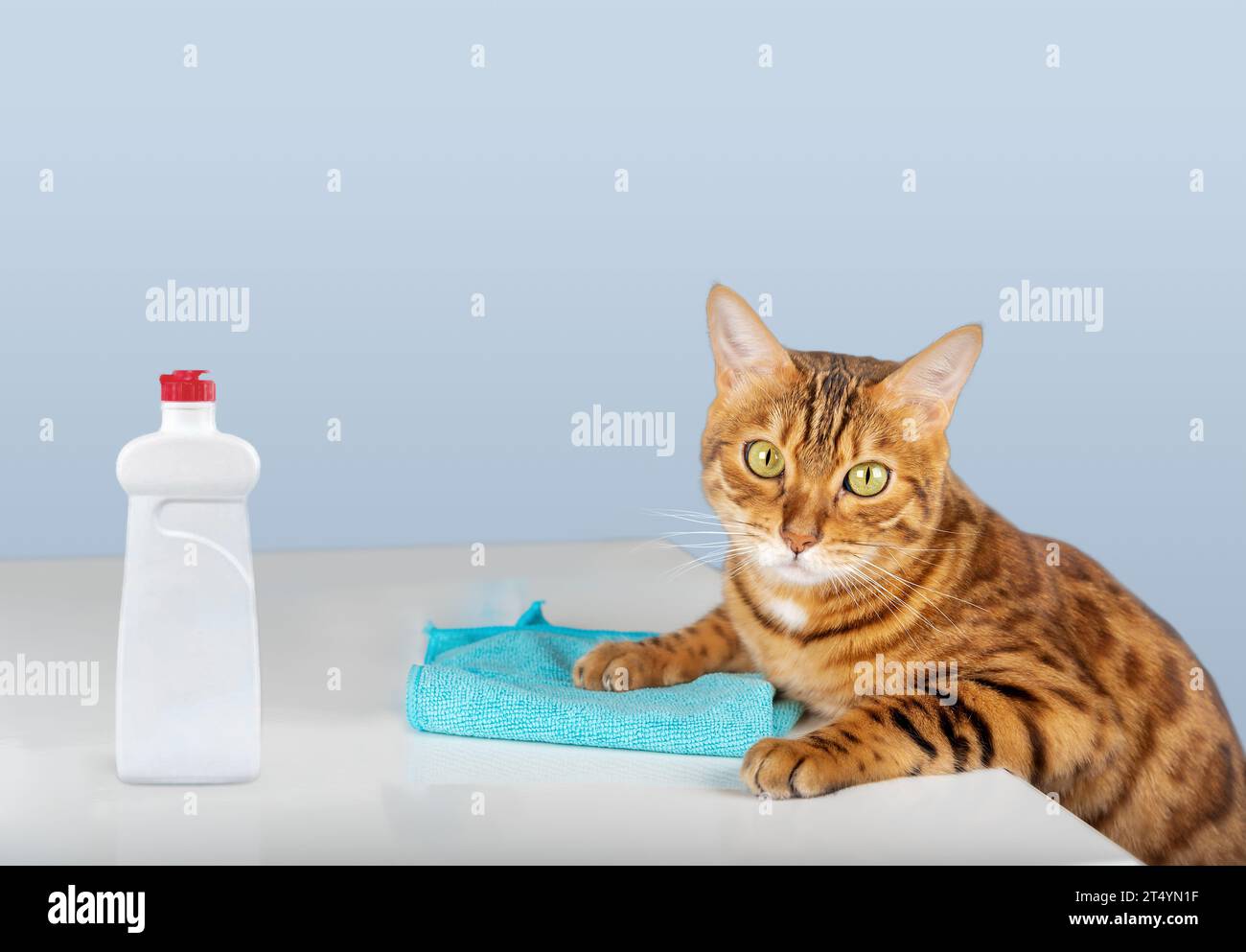 The cat wipes the table with a microfiber cloth. The cat is cleaning the house. Stock Photo