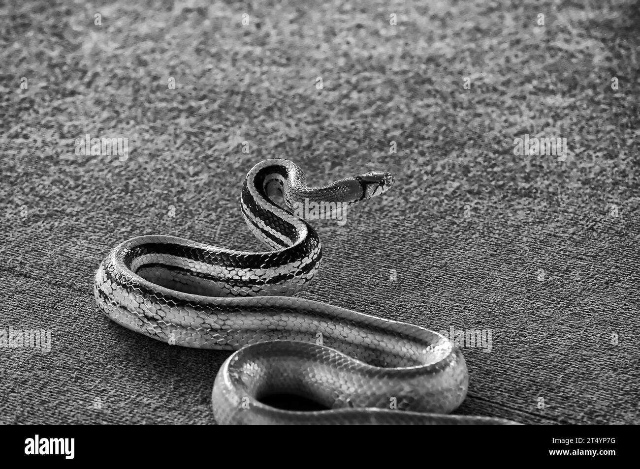 Photo snakes Stock Photo