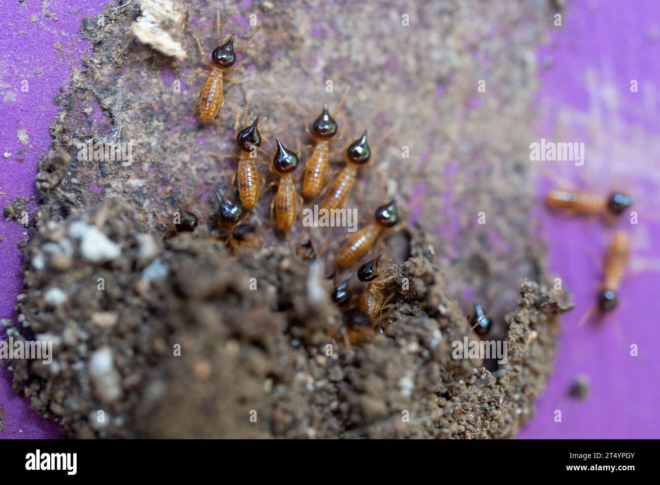 Many termites coming out  from tunnel macro close up view Stock Photo