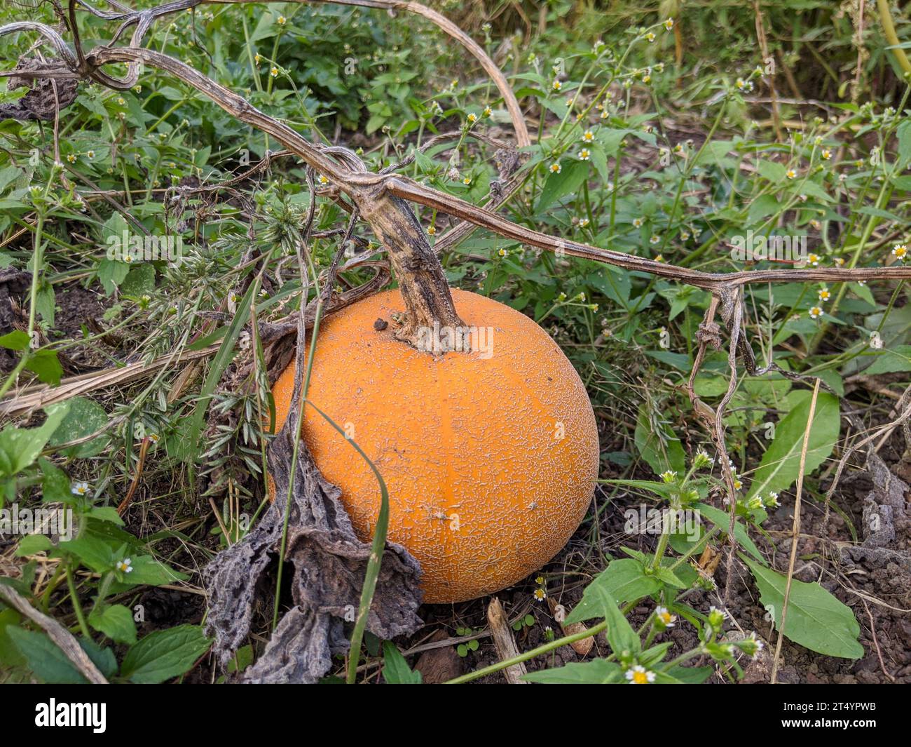 Pumpkin growing in the garden Stock Photo - Alamy