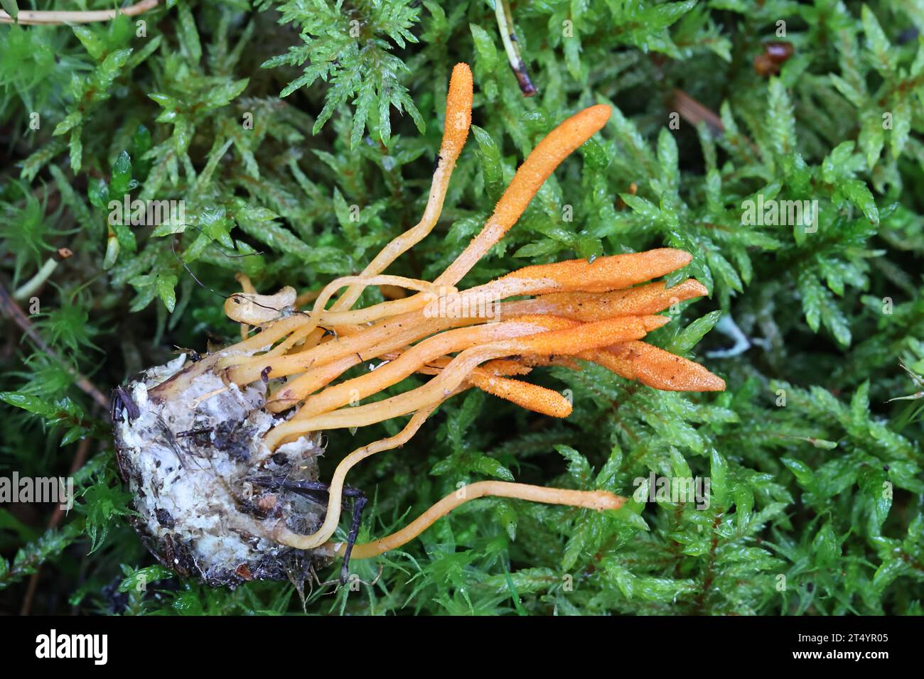 Cordyceps Militaris Commonly Known As Scarlet Caterpillar Club Entomopathogenic Fungus From 1609