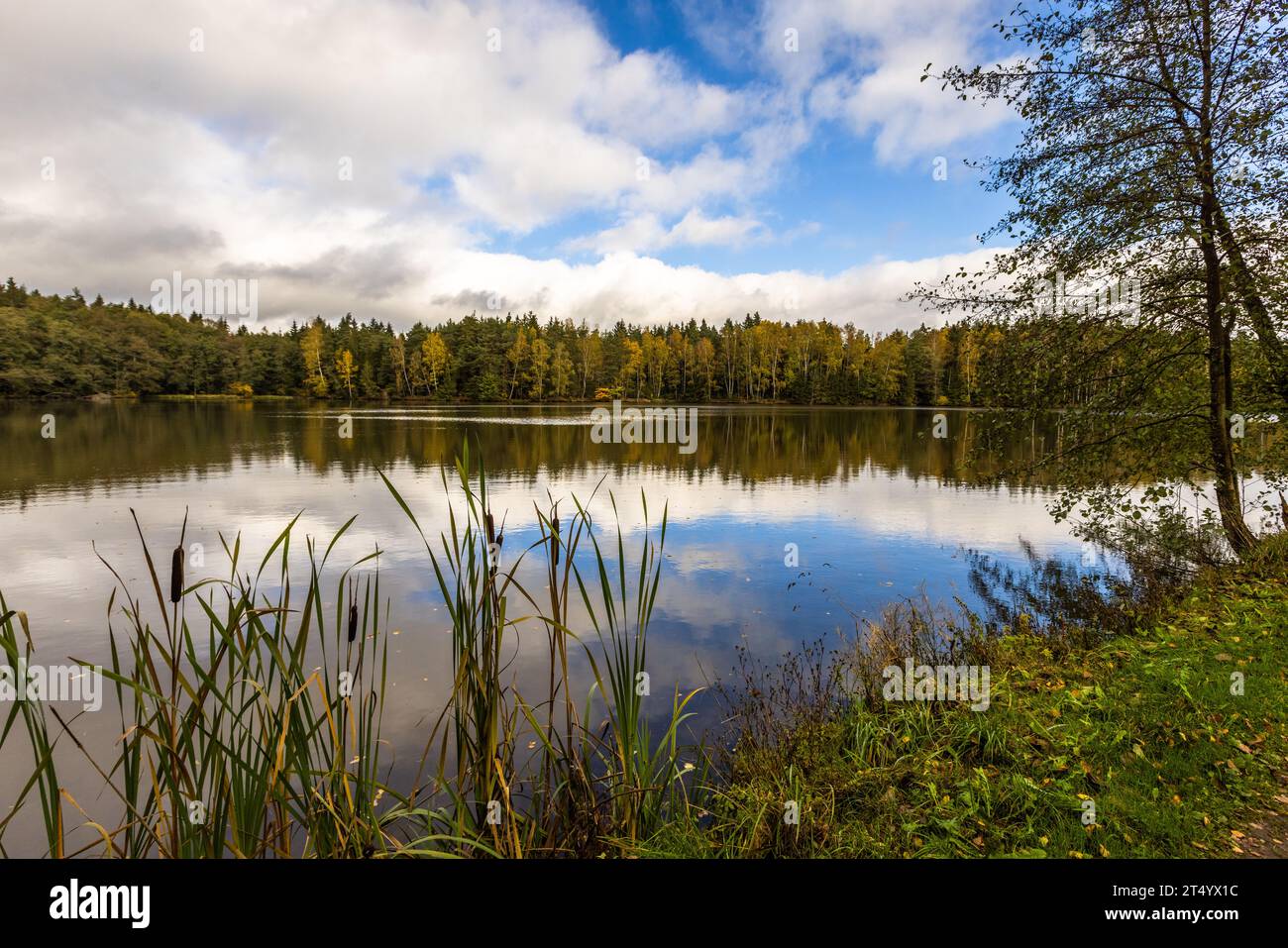 Carp pond in the Upper Palatinate. Man-made ponds for fish farming have shaped the landscape in the Tirschenreuth region for centuries. Wiesau (VGem), Germany Stock Photo