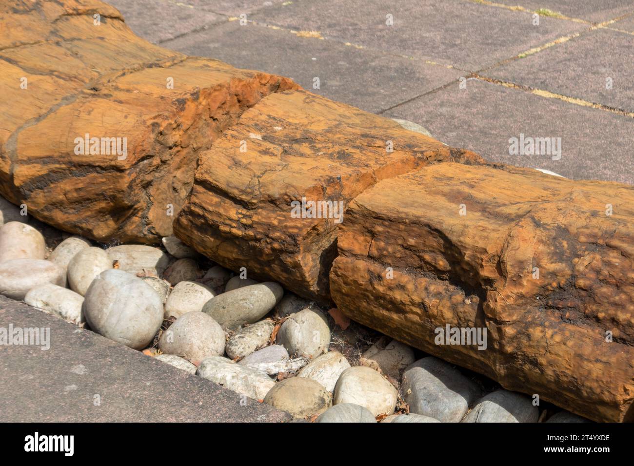 The 10-ton fossilised remains of Pitys withamii, the oldest tree in the Royal Botanic Garden Edinburgh. Measuring 10.5 metres in length, and an incred Stock Photo