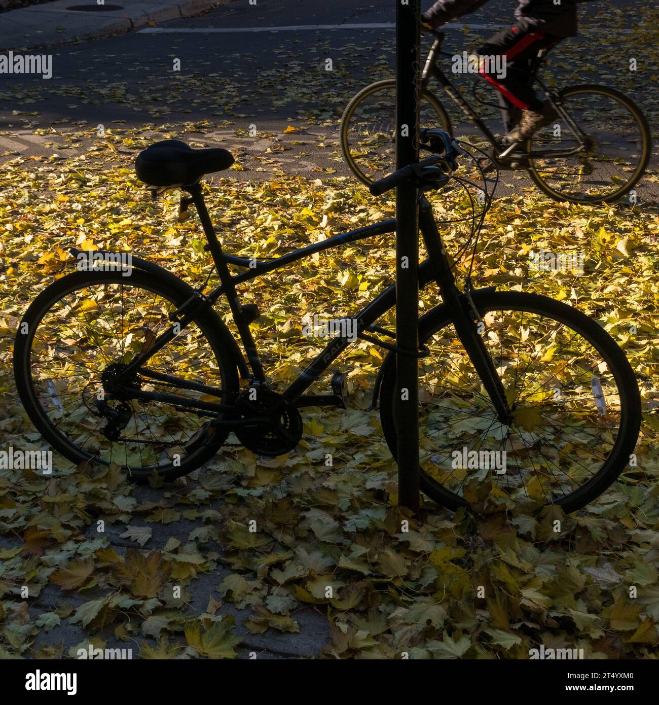 Two bikes, one parked, the other in movement,  and autumn leaves against the light. Montreal, province of Quebec, Canada. Stock Photo