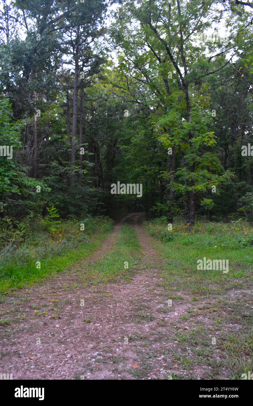 A country road disappears into the woods on forestry land.  The road less traveled. Stock Photo