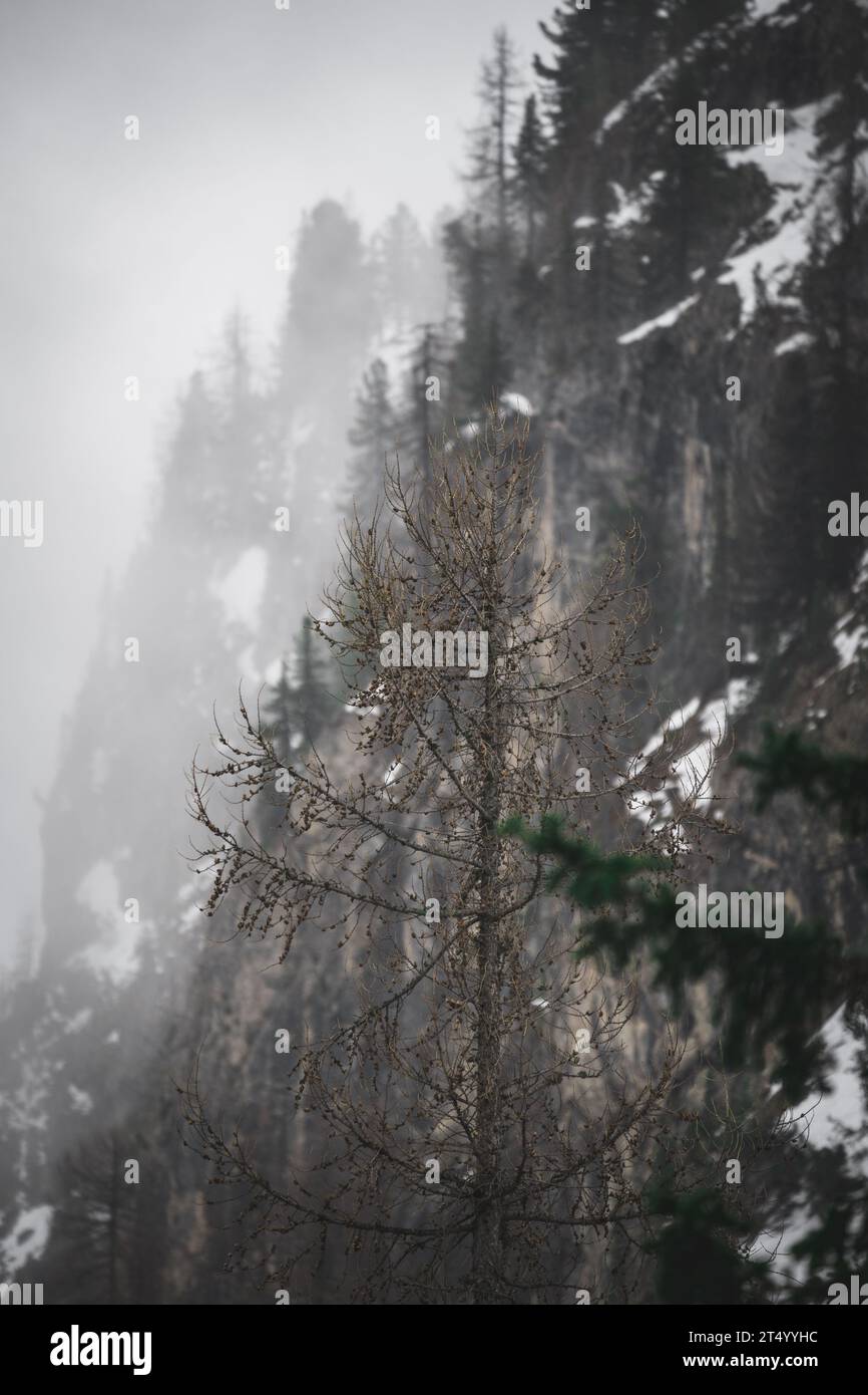 A barren tree isolated against a dramatic backdrop of snow-covered ...