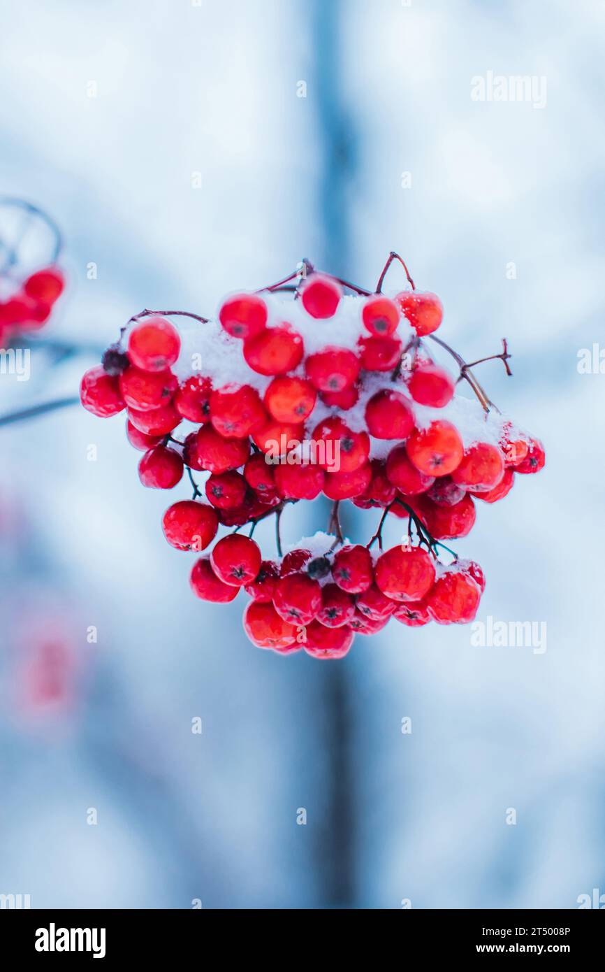 Snowy red viburnum berries covered with white snow in winter season Stock Photo