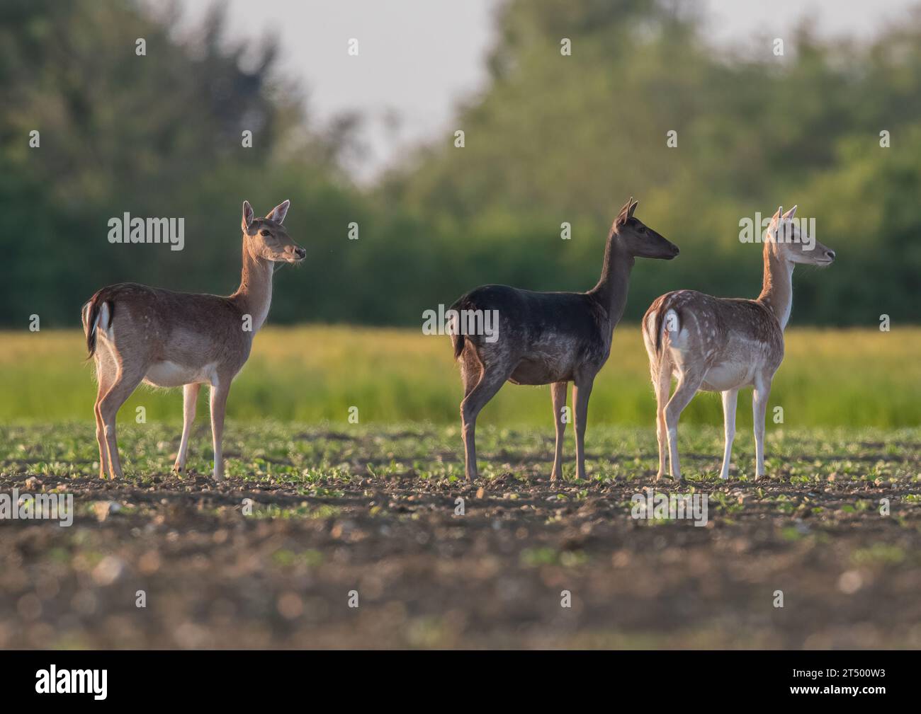 Three in a row. Showing all different coat colours. Fallow deer ( Dama dama)  standing alert in a newly drilled sugar beet field , Suffolk, UK Stock Photo