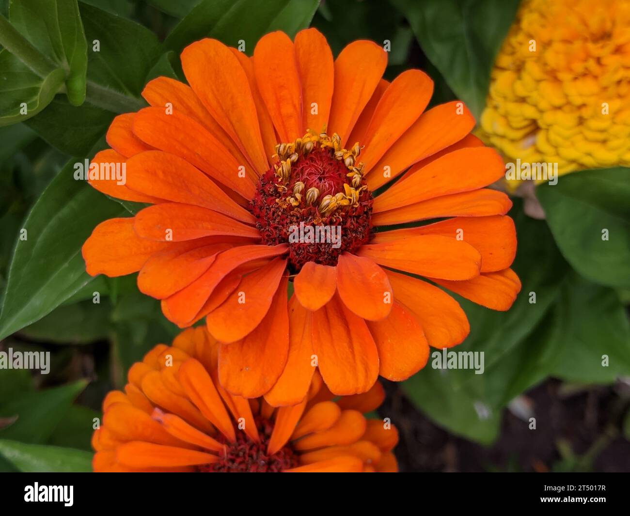 Zinnia flowers in the garden Stock Photo Alamy
